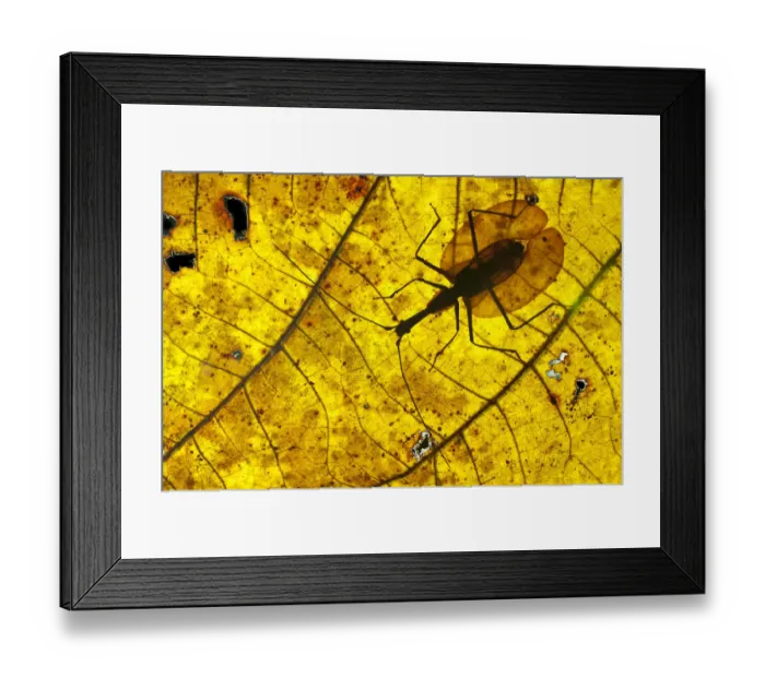 Framed Print : Adult Violin Beetle (Mormolyce borneensis) on decaying leaf on the rain forest floor Framed Print : Adult Violin Beetle (Mormolyce borneensis) on decaying leaf on the rain forest floor