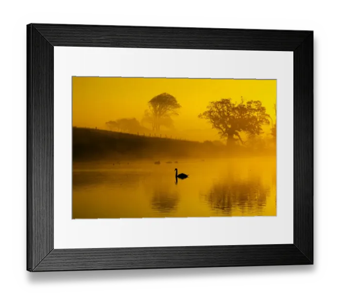 Framed Print : Mute swans (Cygnus olor) on water at sunrise on foggy morning, Norfolk, England, UK Framed Print : Mute swans (Cygnus olor) on water at sunrise on foggy morning, Norfolk, England, UK