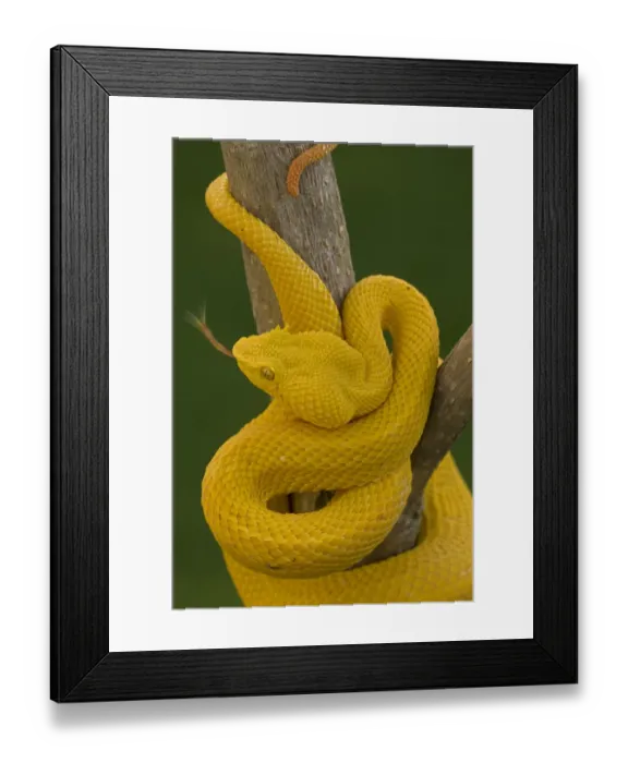 Framed Print : Eyelash Palm-pitviper (Bothriechis  /  Bothrops schlegeli) coiled in strike pose with tongue extended