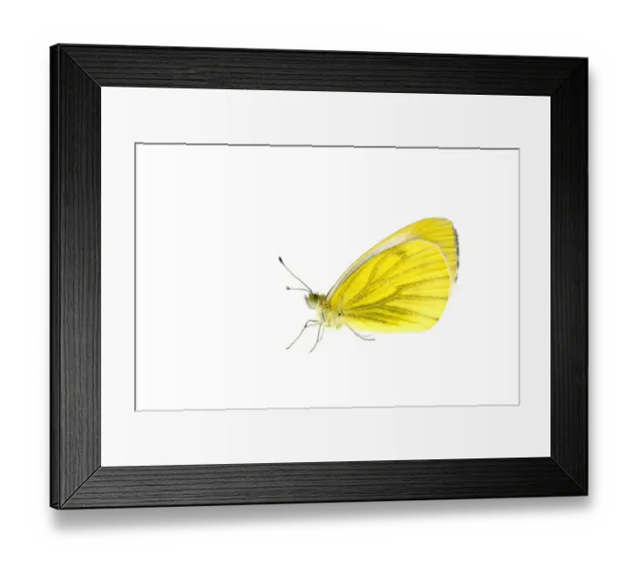 Framed Print : Green-veined white butterfly (Pieris napi), Lorsch, Hessen, Germany. May. Meetyourneighbours Framed Print : Green-veined white butterfly (Pieris napi), Lorsch, Hessen, Germany. May. Meetyourneighbours