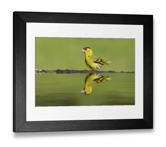 Framed Print : Siskin (Carduelis spinus) male at garden pool, Scotland, UK, May Framed Print : Siskin (Carduelis spinus) male at garden pool, Scotland, UK, May