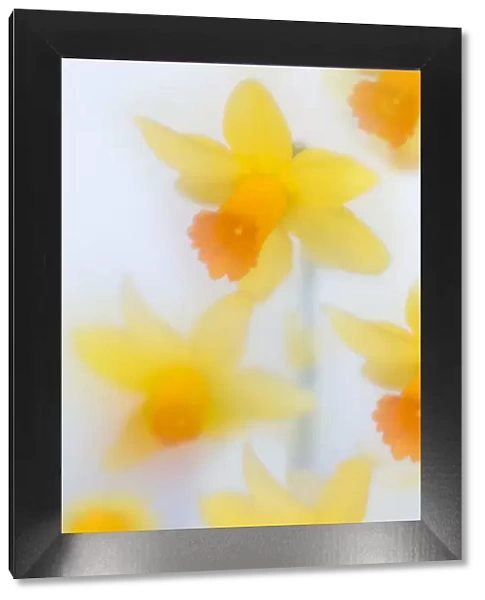 RF- Daffodils (Narcissus) in flower photographed using soft focus technique
