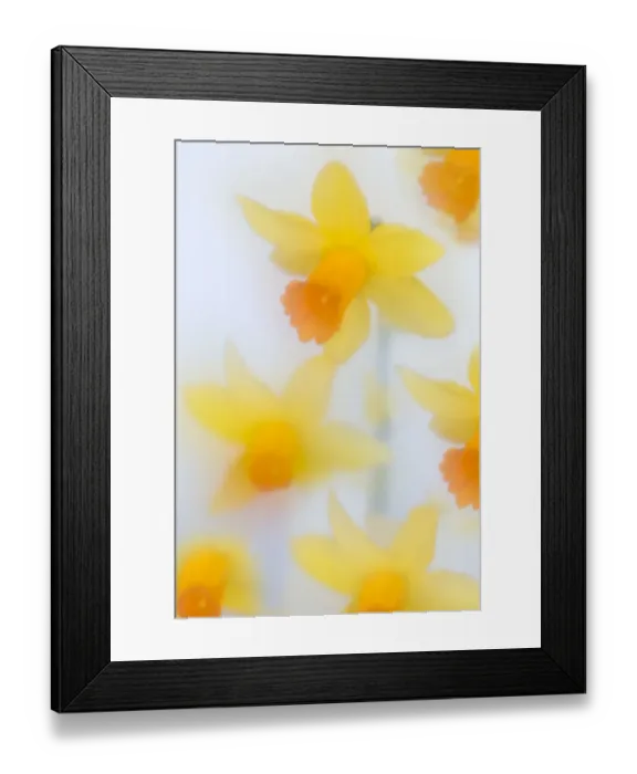 Framed Print : RF- Daffodils (Narcissus) in flower photographed using soft focus technique Framed Print : RF- Daffodils (Narcissus) in flower photographed using soft focus technique