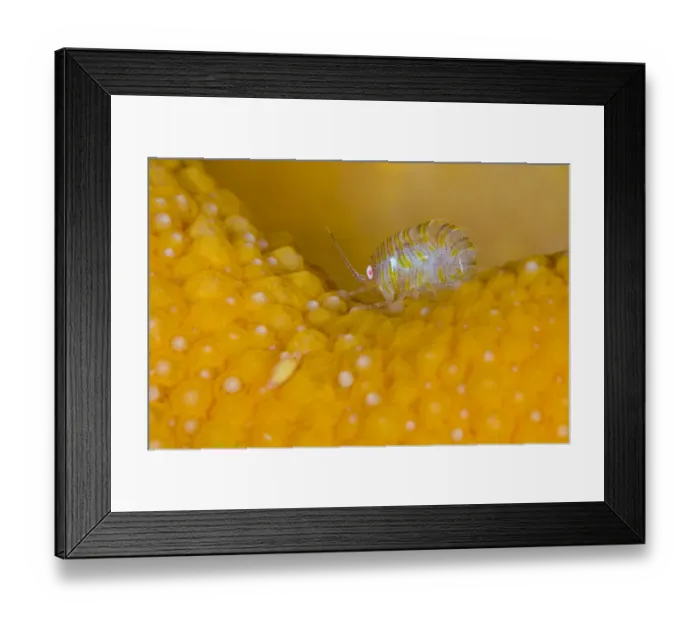 Framed Print : A tiny amphipod (Iphimedia obesa) living on Dead mans fingers soft coral (Alcyonium Framed Print : A tiny amphipod (Iphimedia obesa) living on Dead mans fingers soft coral (Alcyonium