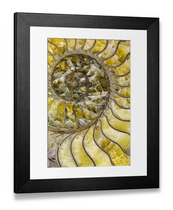 Framed Print : Sectioned fossil ammonite where the shell material has been replaced by pyrites Framed Print : Sectioned fossil ammonite where the shell material has been replaced by pyrites