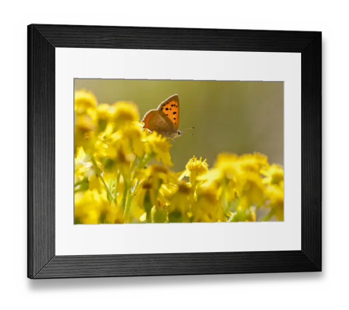 Framed Print : Small copper (Lycaena phlaeas) butterfly resting on Common ragwort (Senecio jacobaea) Framed Print : Small copper (Lycaena phlaeas) butterfly resting on Common ragwort (Senecio jacobaea)