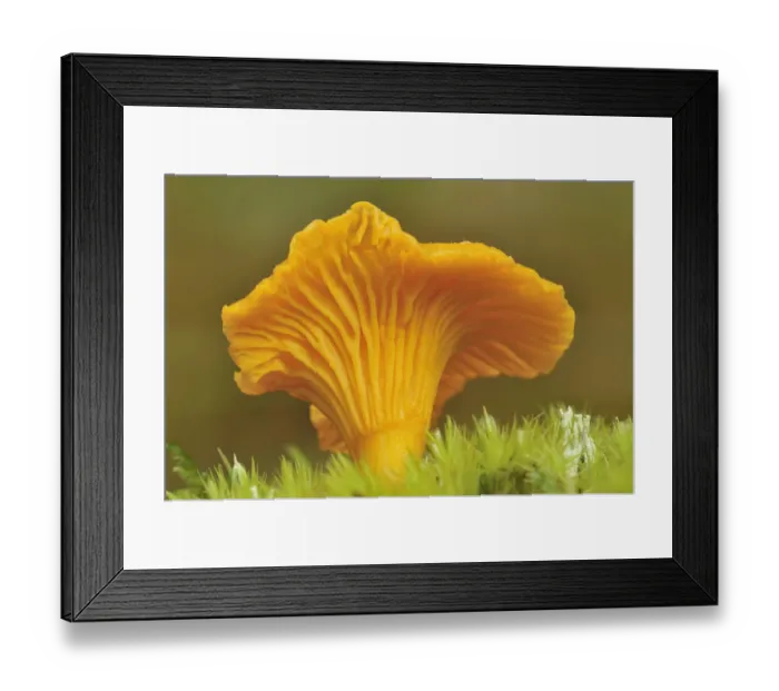 Framed Print : Chanterelle fungi (Cantharellus cibarius) showing gills on underside, Inverness-shire Framed Print : Chanterelle fungi (Cantharellus cibarius) showing gills on underside, Inverness-shire