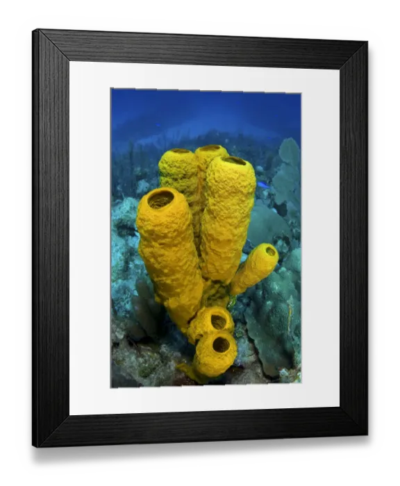 Framed Print : Yellow tube sponge (Aplysina fistularis) on a coral reef, East End, Grand Cayman Framed Print : Yellow tube sponge (Aplysina fistularis) on a coral reef, East End, Grand Cayman