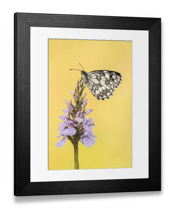 Framed Print : RF - Marbled White butterfly (Melanargia galathea) resting on common spotted orchid Framed Print : RF - Marbled White butterfly (Melanargia galathea) resting on common spotted orchid