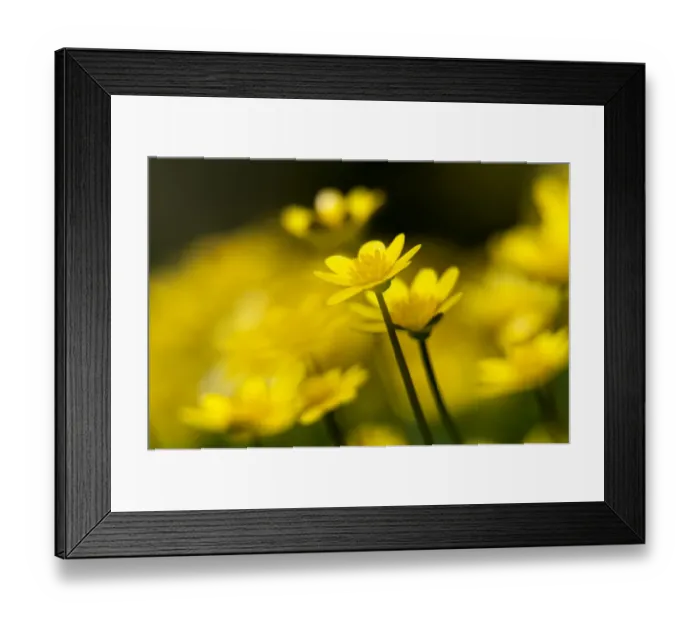 Framed Print : Lesser celandine (Ranunculus ficaria) close up of flowers, Broxwater, North Cornwall Framed Print : Lesser celandine (Ranunculus ficaria) close up of flowers, Broxwater, North Cornwall