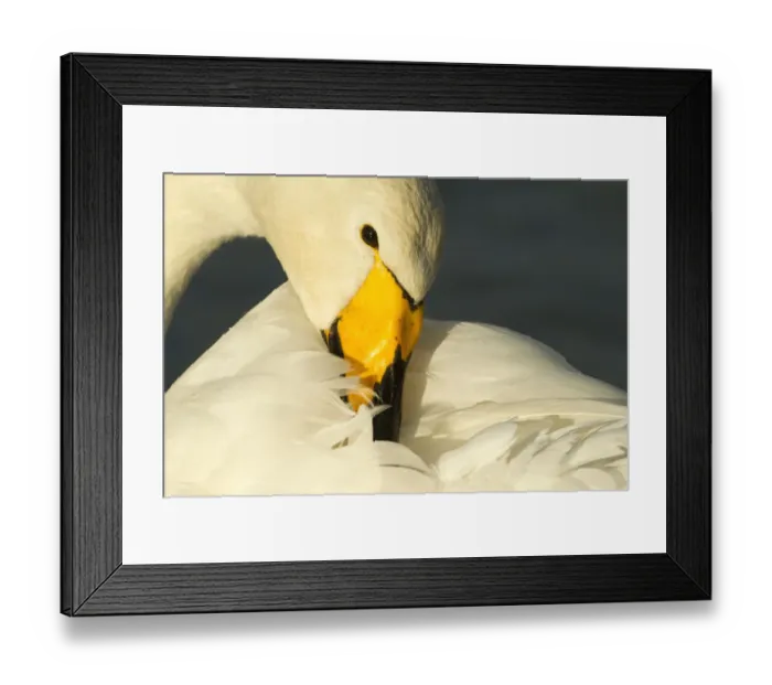 Framed Print : Whooper Swan (Cygnus cygnus) preening, Caerlaverock WWT, Scotland, Solway, UK, January Framed Print : Whooper Swan (Cygnus cygnus) preening, Caerlaverock WWT, Scotland, Solway, UK, January