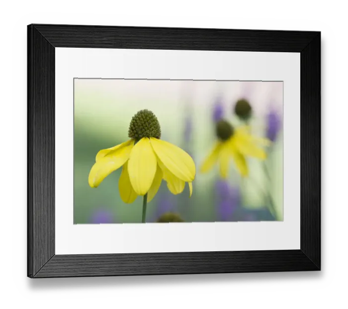 Framed Print : Orange coneflower (Rudbeckia fulgida). Occurs in North America. TU Delft Botanical Garden Framed Print : Orange coneflower (Rudbeckia fulgida). Occurs in North America. TU Delft Botanical Garden
