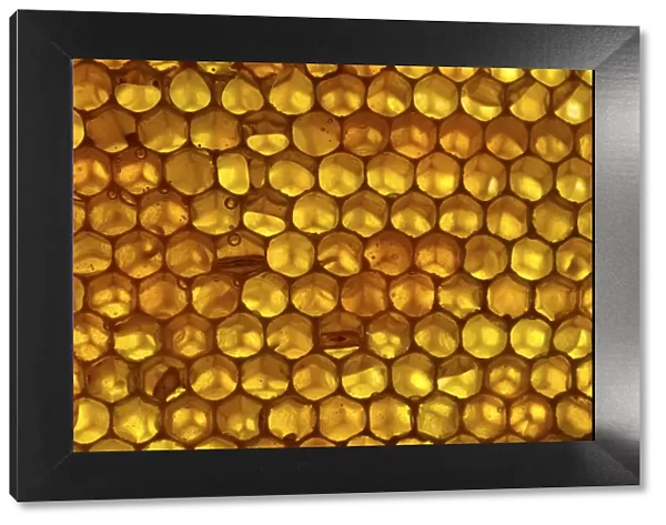Close up of honeycomb from Honey bee hive (Apis mellifera) showing hexagonal pattern