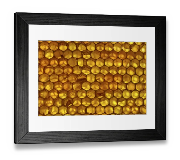 Framed Print : Close up of honeycomb from Honey bee hive (Apis mellifera) showing hexagonal pattern Framed Print : Close up of honeycomb from Honey bee hive (Apis mellifera) showing hexagonal pattern