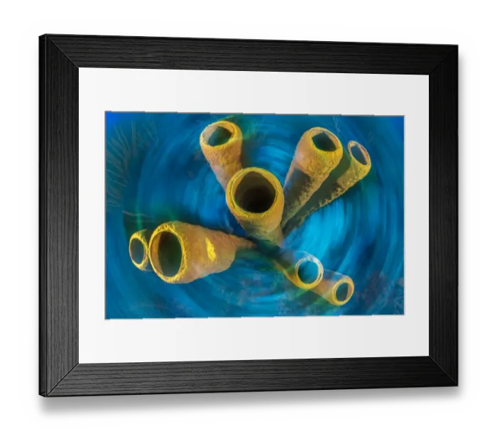 Framed Print : Yellow tube sponge (Aplysina fistularis) on a coral reef Framed Print : Yellow tube sponge (Aplysina fistularis) on a coral reef
