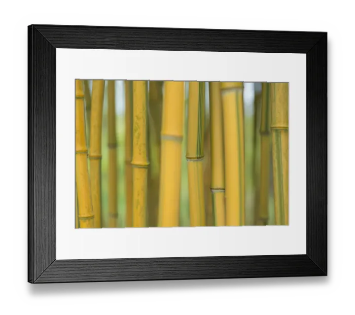 Framed Print : Bamboo (Phylostachys aureosulcata) occurs in the Zhejiang Province of China Framed Print : Bamboo (Phylostachys aureosulcata) occurs in the Zhejiang Province of China