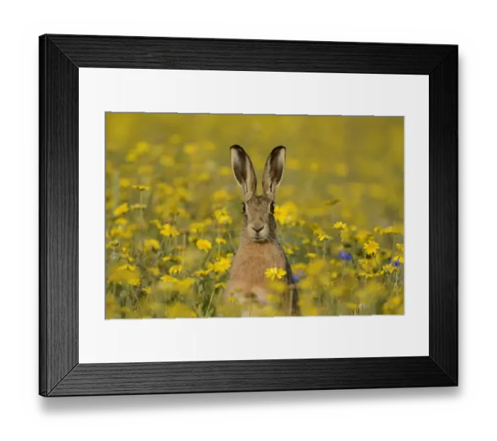 Framed Print : European hare (Lepus europaeus) in set aside field seeded with Corn Marigolds (Chrysanthemum Framed Print : European hare (Lepus europaeus) in set aside field seeded with Corn Marigolds (Chrysanthemum