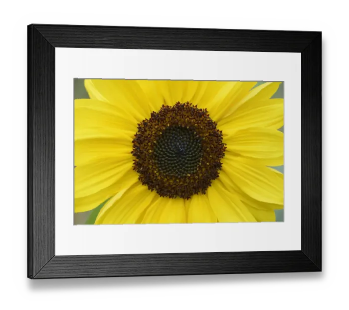 Framed Print : Sunflower (Helianthus annuus) Vosges, France, September