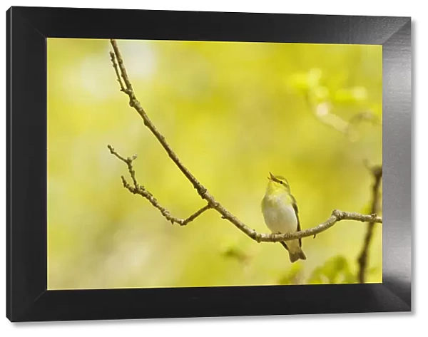 Wood Warbler (Phylloscopus sibilatrix) singing from an oak tree, Atlantic Oakwoods of Sunart