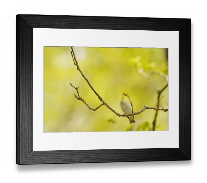 Framed Print : Wood Warbler (Phylloscopus sibilatrix) singing from an oak tree, Atlantic Oakwoods of Sunart Framed Print : Wood Warbler (Phylloscopus sibilatrix) singing from an oak tree, Atlantic Oakwoods of Sunart