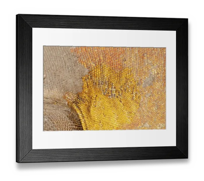 Framed Print : Galapagos land iguana (Conolophus subcristatus) skin and scales close-up. Isabela Island Framed Print : Galapagos land iguana (Conolophus subcristatus) skin and scales close-up. Isabela Island