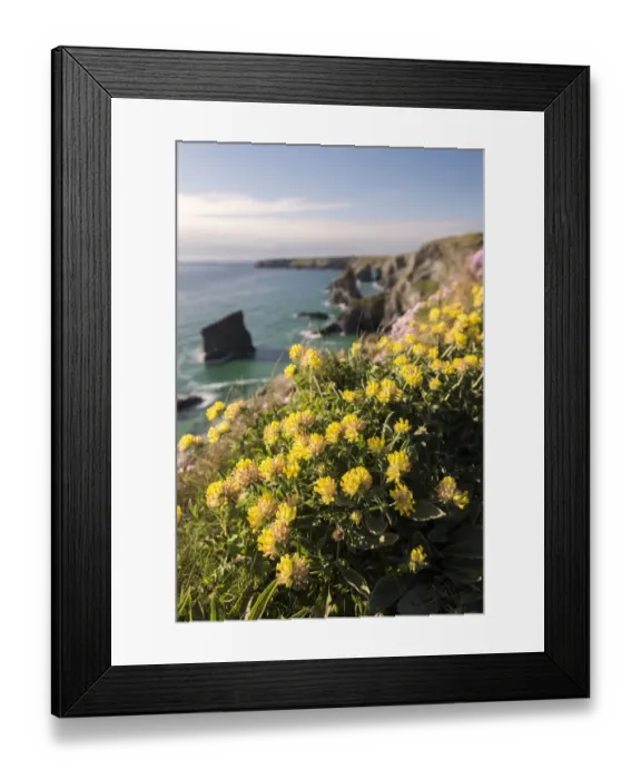 Framed Print : Kidney vetch (Anthyllis vulneraria) flowering on cliff tops, Bedruthan Steps, near Newquay Framed Print : Kidney vetch (Anthyllis vulneraria) flowering on cliff tops, Bedruthan Steps, near Newquay