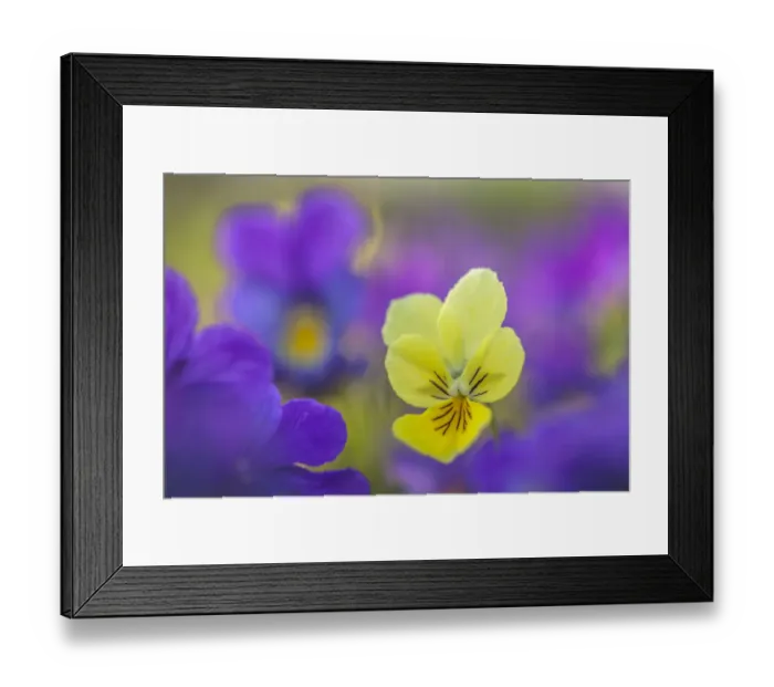Framed Print : Yellow form of Mountain Pansy (Viola lutea) growing amongst purple form Framed Print : Yellow form of Mountain Pansy (Viola lutea) growing amongst purple form