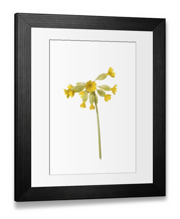 Framed Print : Common cowslip (Primula veris ) in flower Framed Print : Common cowslip (Primula veris ) in flower