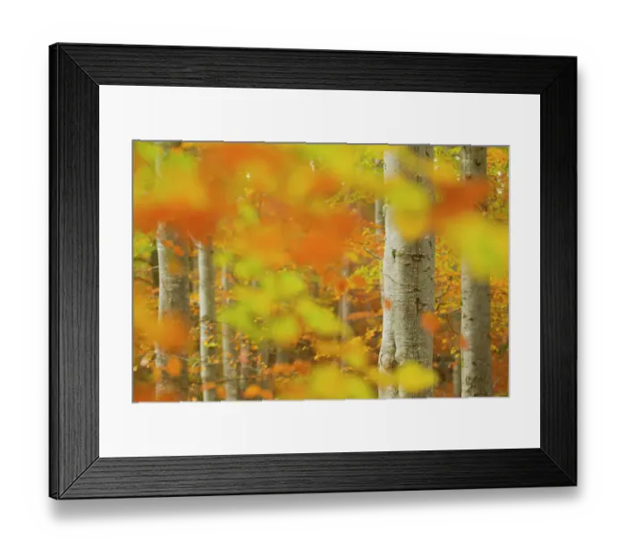 Framed Print : Common beech (Fagus sylvatica) woodland in autumn, Cairngorms National Park, Scotland, UK, October. Did you know? More than 1.4 million people visit the Cairngorms each year Framed Print : Common beech (Fagus sylvatica) woodland in autumn, Cairngorms National Park, Scotland, UK, October. Did you know? More than 1.4 million people visit the Cairngorms each year
