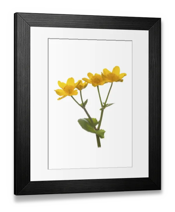 Framed Print : Marsh-marigold (Caltha palustris) in flower Framed Print : Marsh-marigold (Caltha palustris) in flower