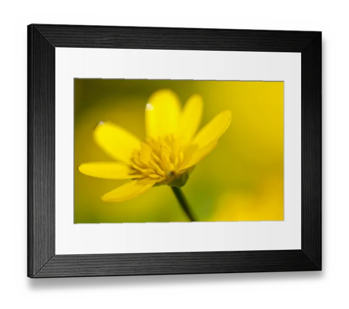 Framed Print : Lesser celandine (Ranunculus ficaria) in flower, Cornwall, England, UK, March Framed Print : Lesser celandine (Ranunculus ficaria) in flower, Cornwall, England, UK, March