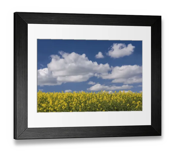 Framed Print : Oilseed rape / Rapeseed (Brassica napus) flowers, UK, April Framed Print : Oilseed rape / Rapeseed (Brassica napus) flowers, UK, April