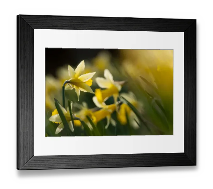 Framed Print : Small group of flowering Wild daffodils (Narcissus pseudonarcissus), with out of focus Framed Print : Small group of flowering Wild daffodils (Narcissus pseudonarcissus), with out of focus