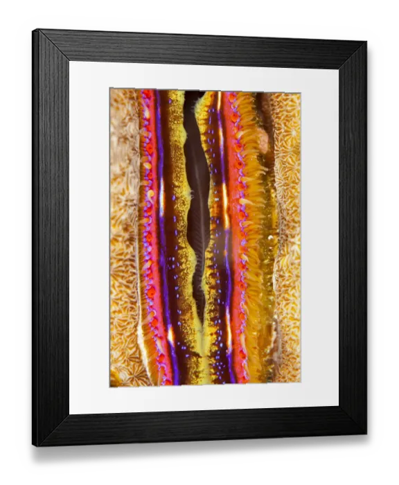 Framed Print : Coral clam (Pedum spondyloideum) close up, Maldives, Indian Ocean Framed Print : Coral clam (Pedum spondyloideum) close up, Maldives, Indian Ocean