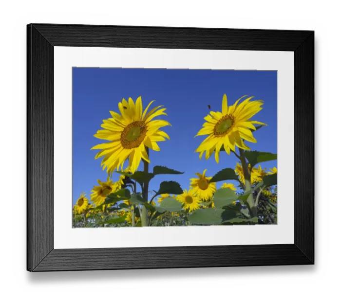 Framed Print : RF - Sunflowers (Helianthus annuus) in bloom on Norfolk, England, UK. August