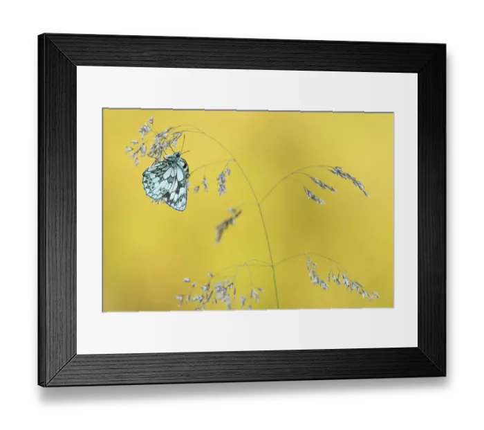 Framed Print : Marbled White butterfly (Melanargia galathea) resting on grass, Dunsdon Nature Reserve, Devon, UK. July Framed Print : Marbled White butterfly (Melanargia galathea) resting on grass, Dunsdon Nature Reserve, Devon, UK. July
