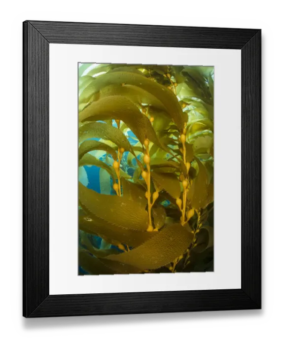 Framed Print : Detail of the gas bladders and fronds of Giant kelp (Macrocystis pyrifera) plant Framed Print : Detail of the gas bladders and fronds of Giant kelp (Macrocystis pyrifera) plant