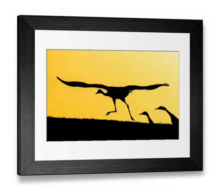 Framed Print : Common / Eurasian cranes (Grus grus) taking flight for roasting site, at sunset, silhouetted Framed Print : Common / Eurasian cranes (Grus grus) taking flight for roasting site, at sunset, silhouetted