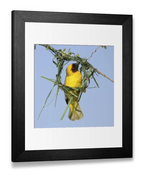 Framed Print : Ruppells weaver (Ploceus galbula) male building nest, Oman, May