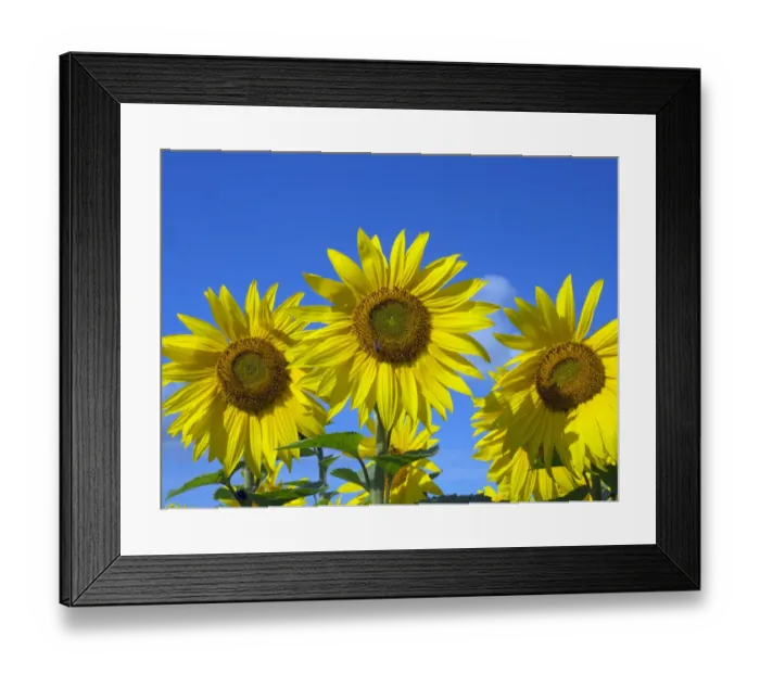 Framed Print : Sunflowers (Helianthus annuus) in bloom, Norfolk, England, UK, August Framed Print : Sunflowers (Helianthus annuus) in bloom, Norfolk, England, UK, August