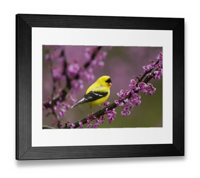Framed Print : American goldfinch (Carduelis tristis) male in breeding plumage, perched in Eastern Framed Print : American goldfinch (Carduelis tristis) male in breeding plumage, perched in Eastern