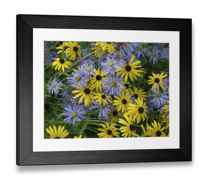 Framed Print : Black eyed susan (Rudbeckia fulgida var. sullivantii) Goldsturm flowers Framed Print : Black eyed susan (Rudbeckia fulgida var. sullivantii) Goldsturm flowers