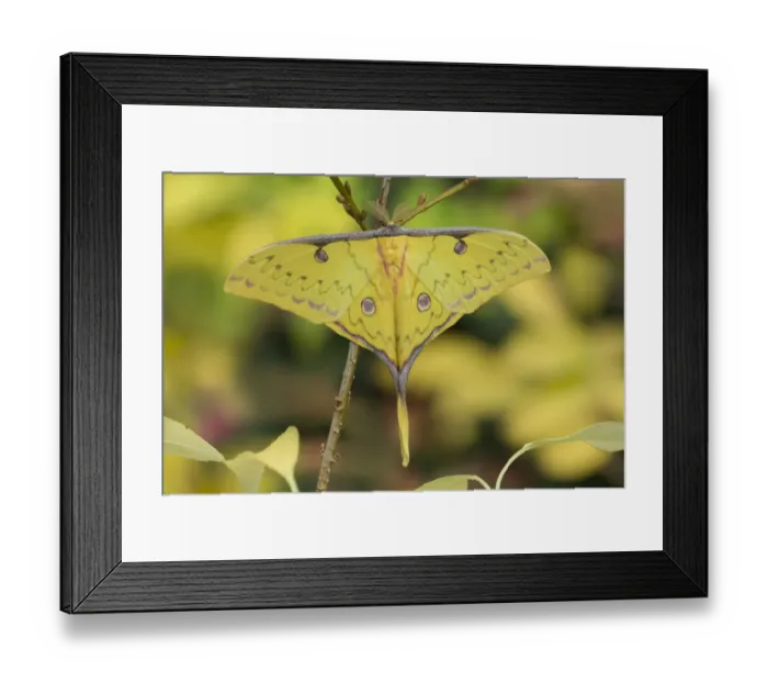 Framed Print : Chinese moon moth (Actia sinensis subaurea) occurs in Northern China Framed Print : Chinese moon moth (Actia sinensis subaurea) occurs in Northern China