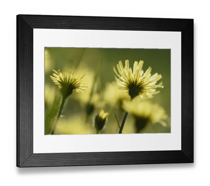 Framed Print : Aster flowers (Asteraceae sp) Vosges, France, May Framed Print : Aster flowers (Asteraceae sp) Vosges, France, May