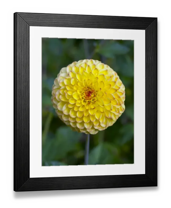 Framed Print : Dahlia Sunny boy flower in summer border Framed Print : Dahlia Sunny boy flower in summer border