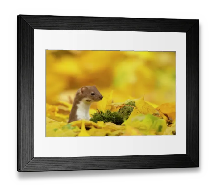 Framed Print : Weasel (Mustela nivalis) head and neck looking out of yellow autumn acer leaves, Sheffield, England, UK Framed Print : Weasel (Mustela nivalis) head and neck looking out of yellow autumn acer leaves, Sheffield, England, UK