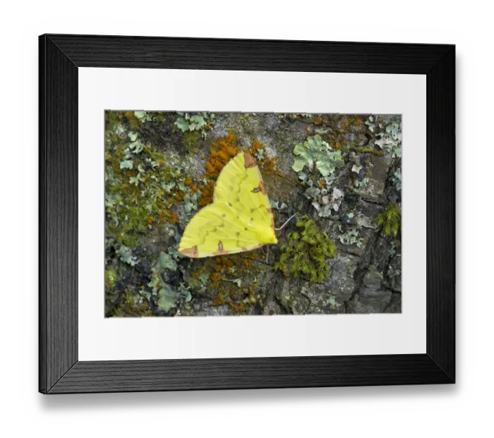Framed Print : Brimstone moth (Opisthograptis luteolata) Banbridge, County Down, Northern Ireland, June Framed Print : Brimstone moth (Opisthograptis luteolata) Banbridge, County Down, Northern Ireland, June