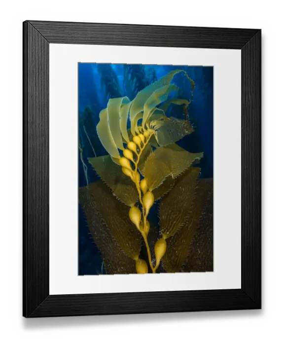 Framed Print : Air filled bladders of Giant kelp (Macrocystis pyrifera). Santa Barbara Island, Channel Islands Framed Print : Air filled bladders of Giant kelp (Macrocystis pyrifera). Santa Barbara Island, Channel Islands