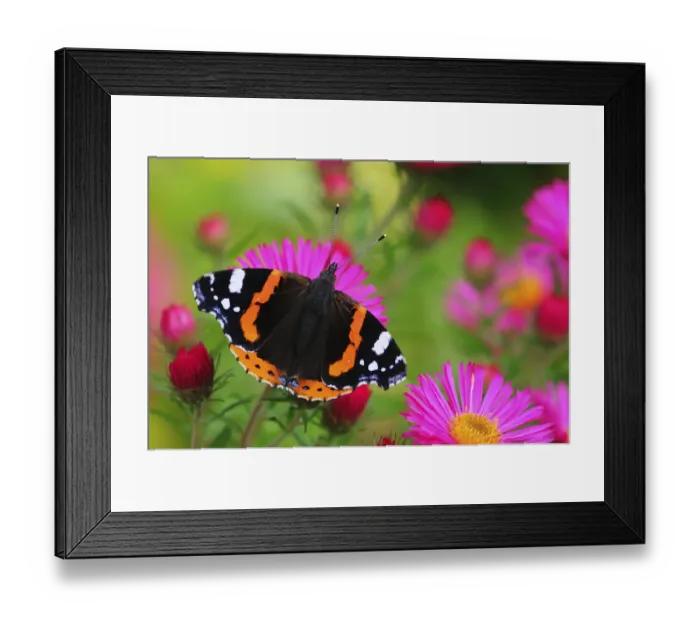 Framed Print : Red Admiral Butterfly (Vanessa atalanta) on Michaelmas daisy flowers. Dorset, UK, October 2012 Framed Print : Red Admiral Butterfly (Vanessa atalanta) on Michaelmas daisy flowers. Dorset, UK, October 2012