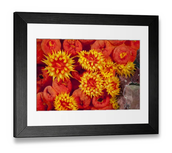 Framed Print : Orange cup coral (Tubastrea coccinea) Malpelo Island National Park, UNESCO World Heritage Site Framed Print : Orange cup coral (Tubastrea coccinea) Malpelo Island National Park, UNESCO World Heritage Site